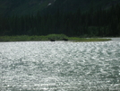 Moose At Glacier National Park