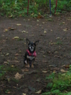 Jack The Hiking Dog!