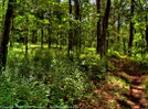 Unicoi To Dick's Creek Gap by Dow in Trail & Blazes in Georgia