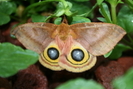 Owl Moth