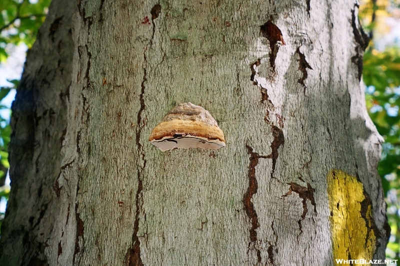 Mushrooms