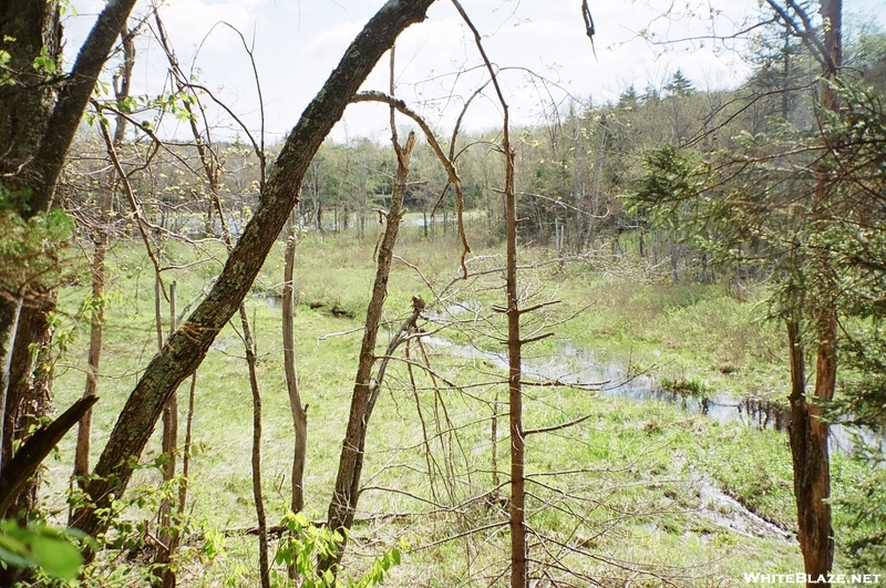 Beaver Flooding