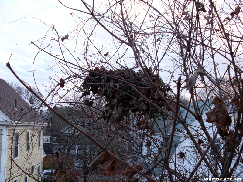 Squirrel Nest.  Equipped With Babies