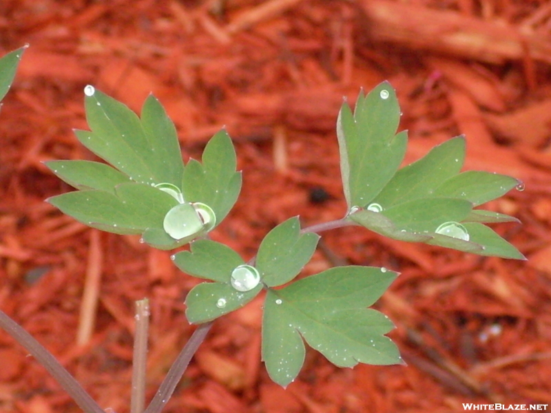 Rain Drops In The Morning