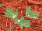 Rain Drops In The Morning by Homer&Marje in Flowers