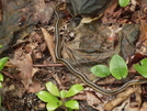 Garder Snake by Homer&Marje in Trail & Blazes in Connecticut