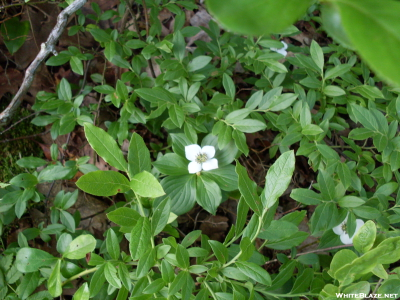Flower in Sages Ravine
