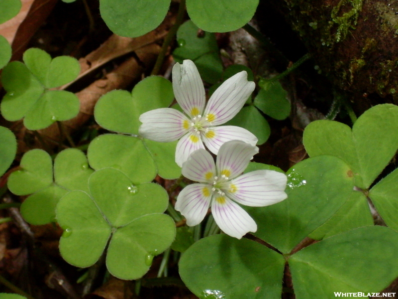 Clover Flowers