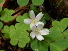 Clover Flowers by Homer&Marje in Flowers