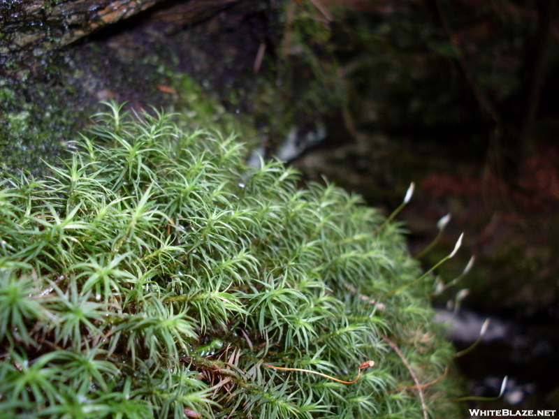 Moss In Sages Ravine