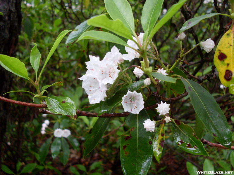 These are Mountain Laurel.