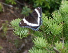 Butterfly On Mt. Flume