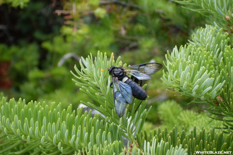 Wasp On Mt. Flume