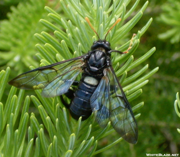 Wasp On Mt. Flume