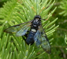 Wasp On Mt. Flume