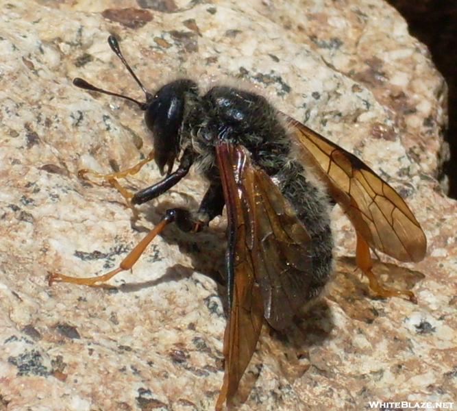 Wasp On Little Haystack