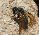 Wasp On Little Haystack