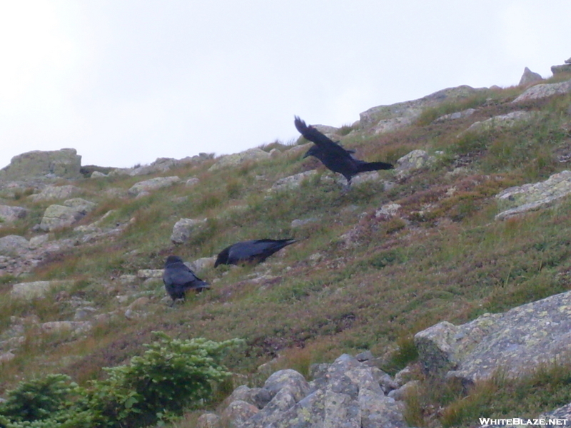 Ravens? On Lafayette