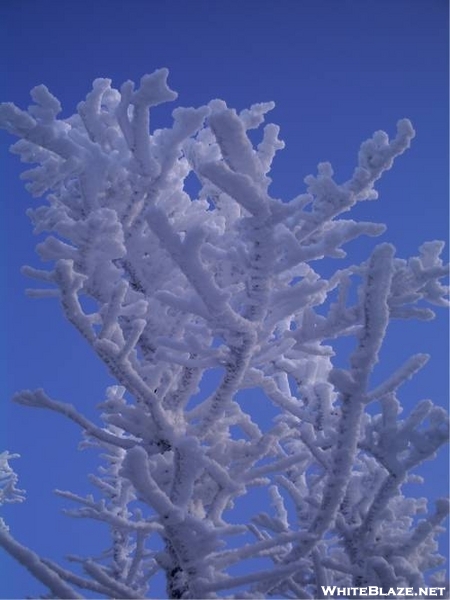 Tree Line Tree