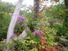 Wild Flowers by Slo-go'en in Views in Vermont