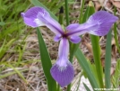 River flower by mcw1882 in Other