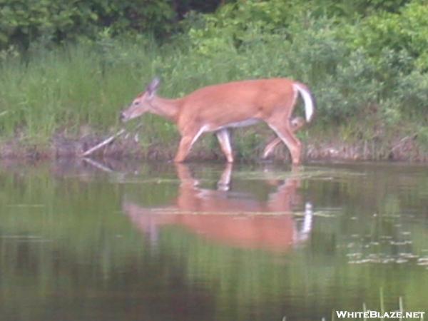 Deer in the water.