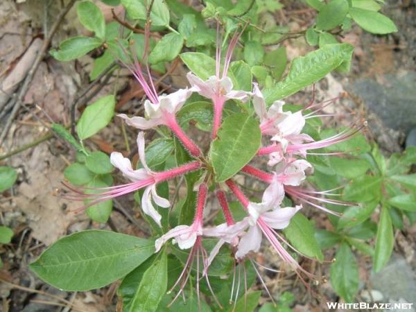 Pretty flower