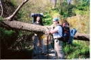 Blowdown by Old Hickory MH in Trail & Blazes in Virginia & West Virginia