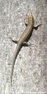 Salamander by Old Hickory MH in Wildlife and Flower Galleries