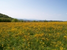 Photos From Grayson Highlands 2007 Trip by Scout75 in Trail & Blazes in Virginia & West Virginia