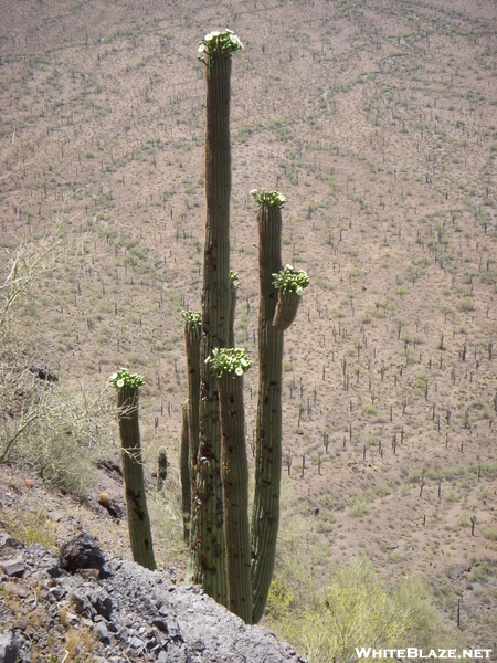 Picacho Peak Arizona