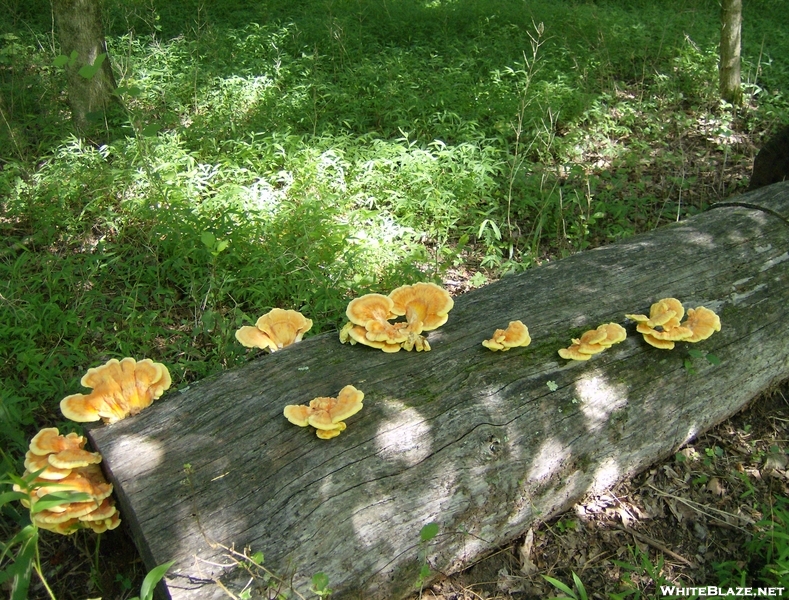 Mushrooms At Patapsco