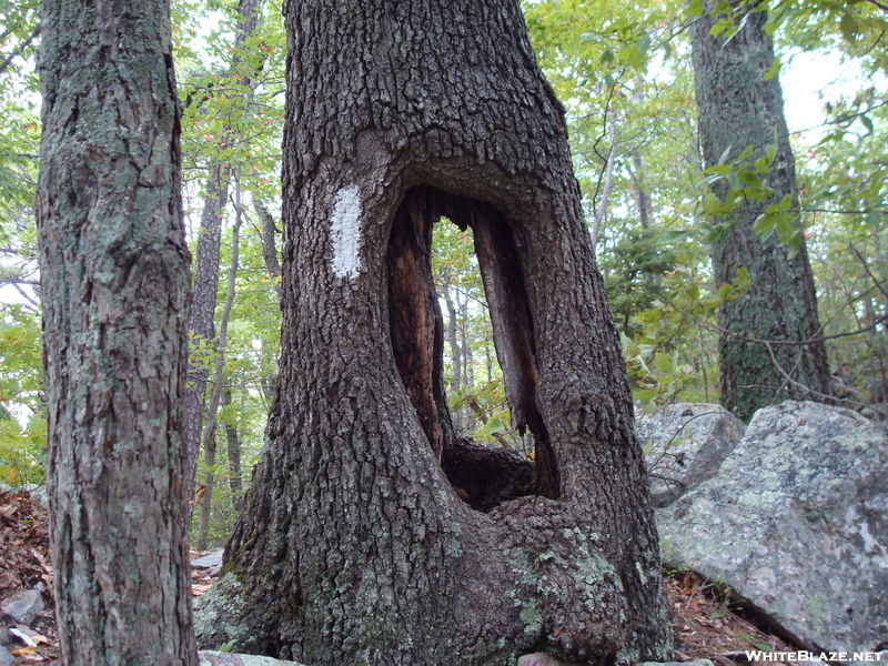 Hole In Tree