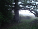 Keffer Oak by WildWay in Day Hikers