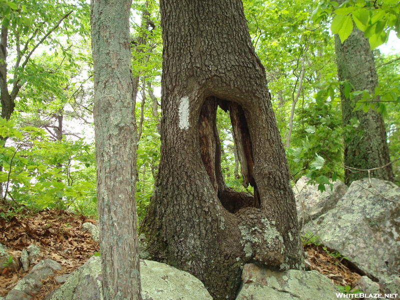 Hole In Tree