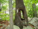 Hole In Tree by WildWay in Trail & Blazes in Virginia & West Virginia