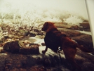 Dog Wonder by hobo dank in Thru - Hikers