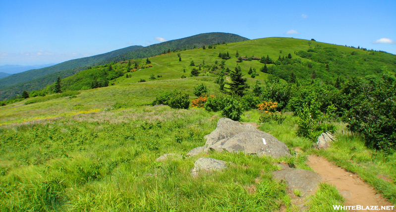 Roan Highlands In June