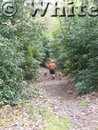 Favorite hiking hounds by Chrissy K. McVay in Day Hikers