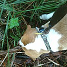 Angus Aristotle and turtle by Chrissy K. McVay in Day Hikers