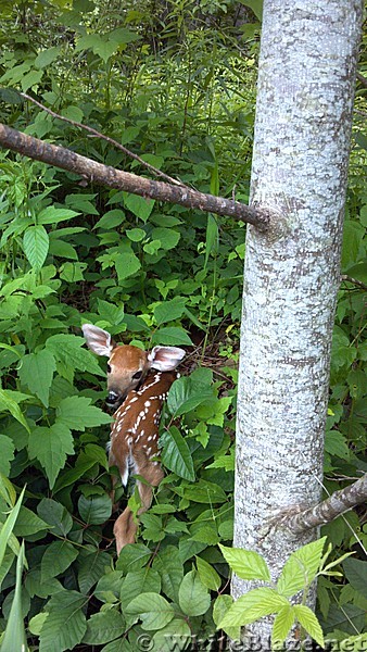 Fawn