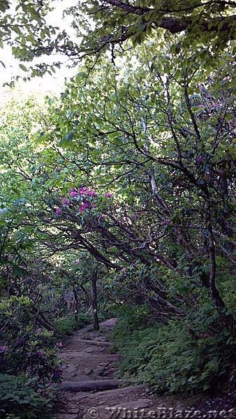 Craggy gardens