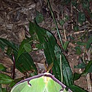 Luna moth by Chrissy K. McVay in Day Hikers