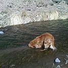 Favorite hiking hounds