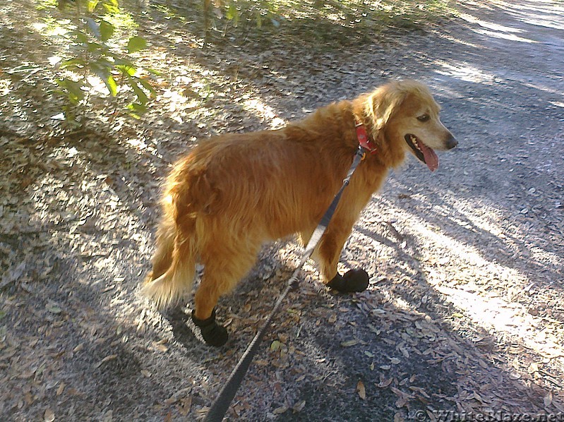 Favorite hiking hounds