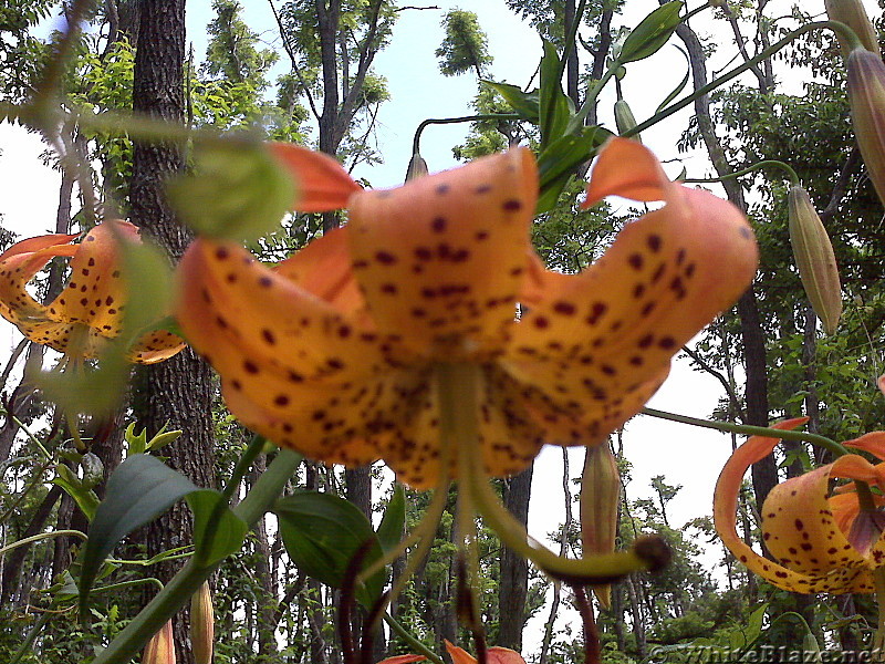 Tiger Lily