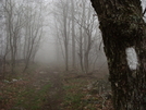 In The Mist... by Serial 07 in Trail & Blazes in Virginia & West Virginia