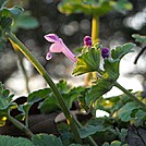 Henbit