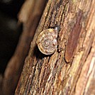 Snail