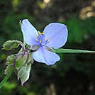 Prairie Spiderwort by Zabigail in Members gallery